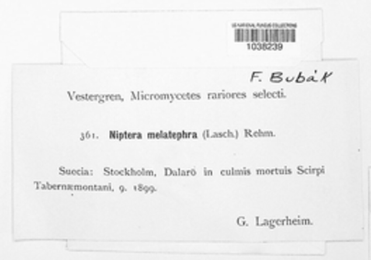 Niptera melatephra image